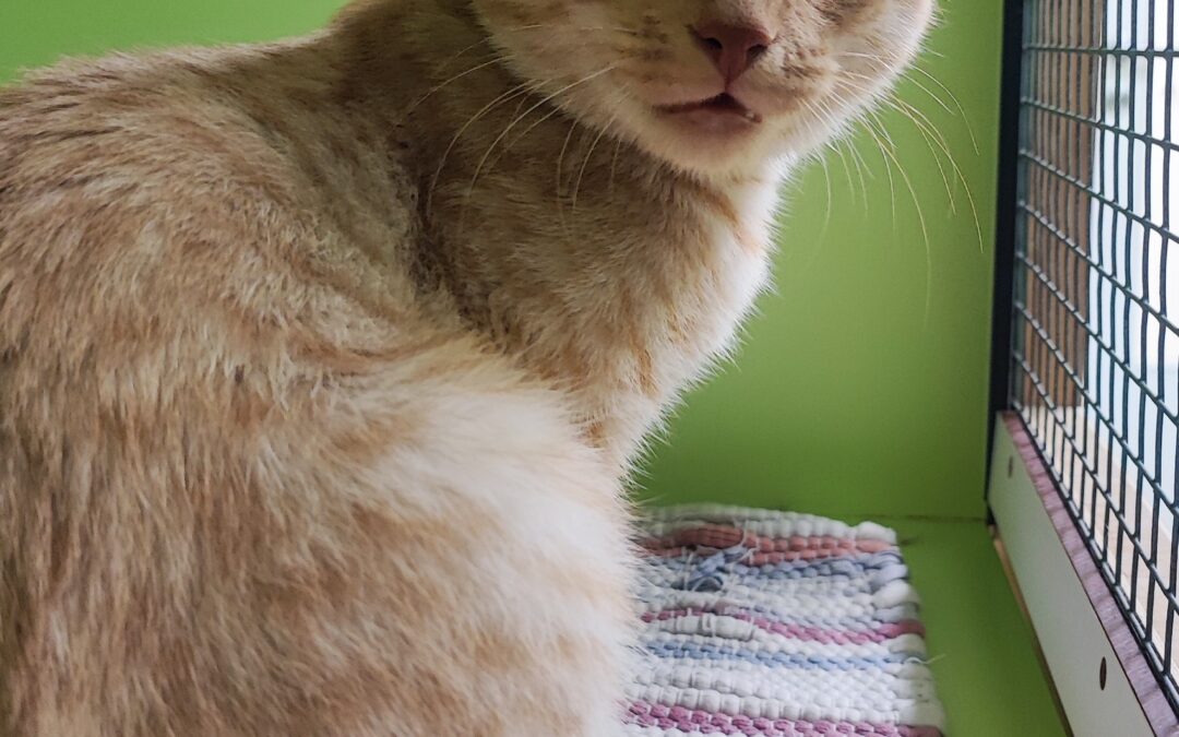 Fundtier Kater, Telfs (08/2026)