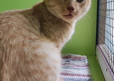 Fundtier Kater, Telfs (08/2026)