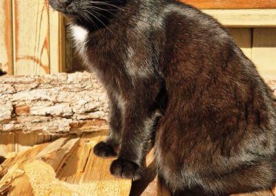 Katze, Tannheim (08/2026)