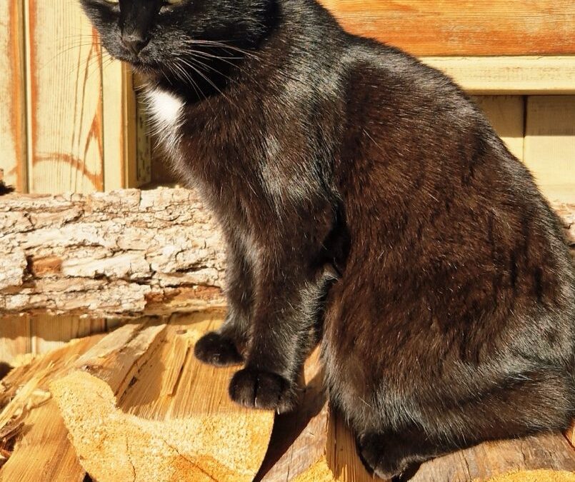 Katze, Tannheim (08/2026)