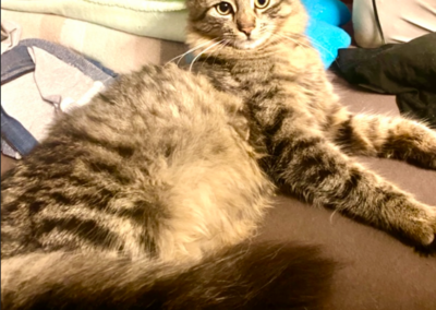 Jango, Tarrenz (08/2026)