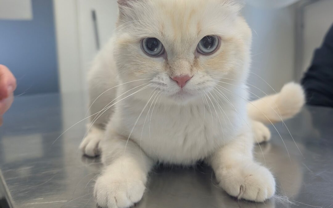 Fundtier Kater, Telfs (08/2026)