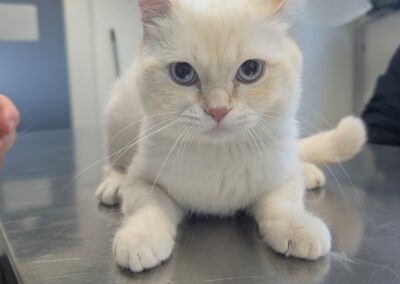 Fundtier Kater, Telfs (08/2026)