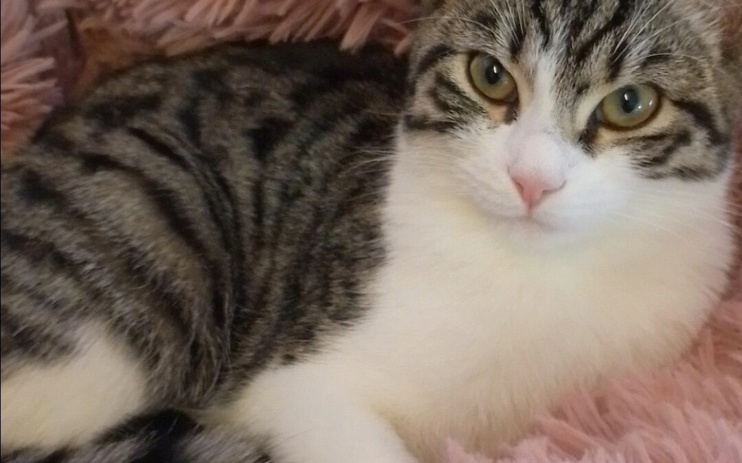 Chipsy, Telfs (08/2026)
