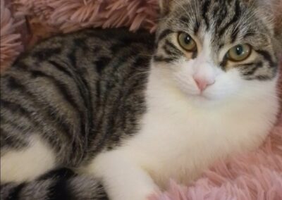Chipsy, Telfs (08/2026)