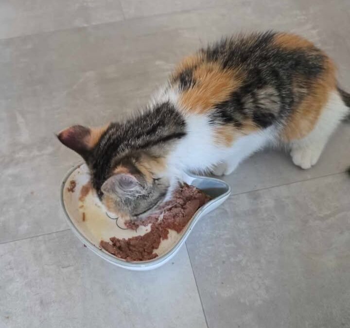 Fundtier Katze, Volders (08/2026)