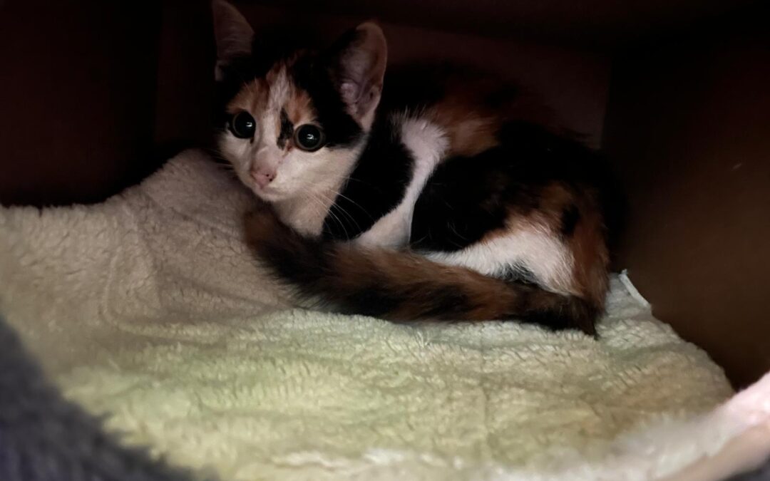 Fundtier Katze, Vomp (08/2026)