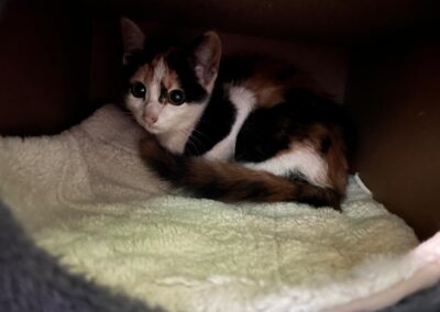 Fundtier Katze, Vomp (08/2026)