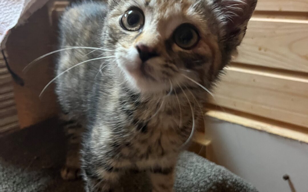 Fundkatze, Vomp(08/2026)