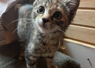 Fundkatze, Vomp(08/2026)