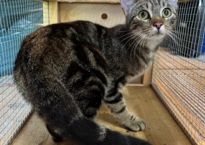 Fundtier Katze, Westendorf (08/2026)