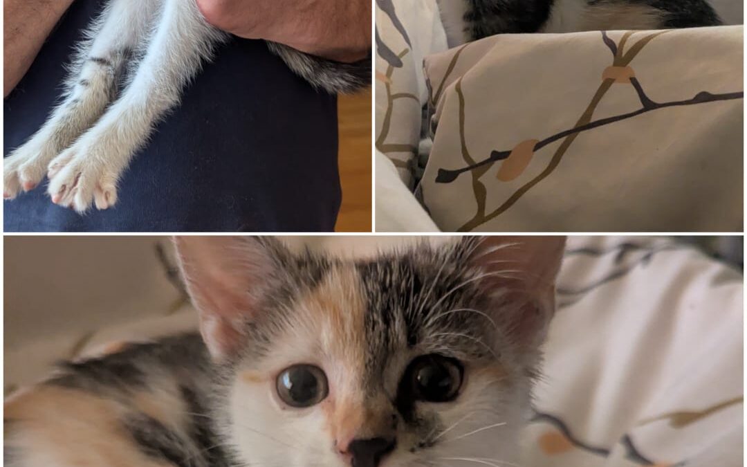 Fundtier Katze, Westendorf (08/2026)
