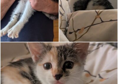 Fundtier Katze, Westendorf (08/2026)