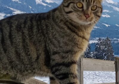 Molly, Westendorf (08/2026)