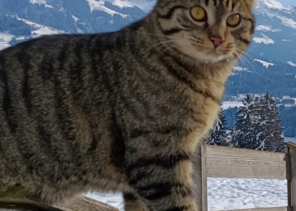 Molly, Westendorf (08/2026)