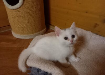 Fundtiere Katzen, Wörgl (08/2026)