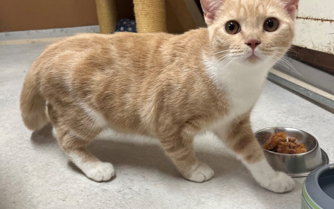 Fundtier Kater, Wörgl (08/2026)