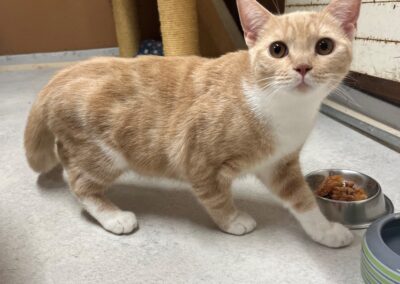 Fundtier Kater, Wörgl (08/2026)