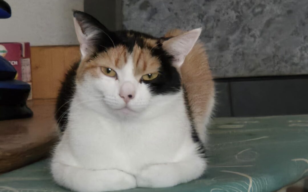 Katze, Bad Häring (09/2026)