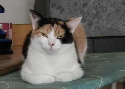 Katze, Bad Häring (09/2026)