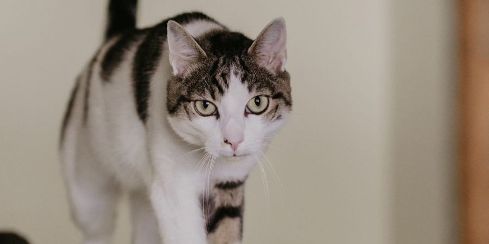 Plätze für halbwilde Katzen gesucht