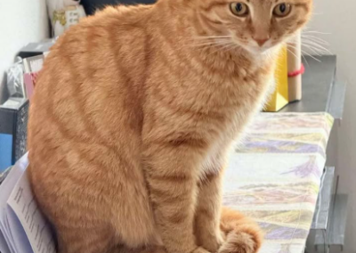 Simba, Buch in Tirol (09/2026)