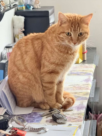 Simba, Buch in Tirol (09/2026)