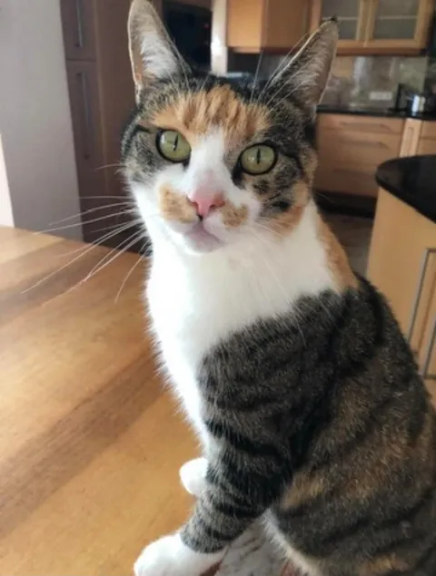 Ebbs_Katze_Lilly2