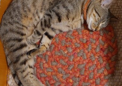 Findus, Gallzein (09/2026)
