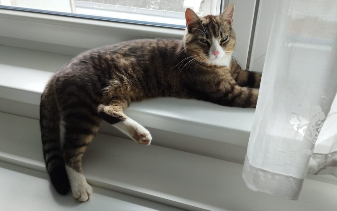 Findus, Hatting (09/2026)