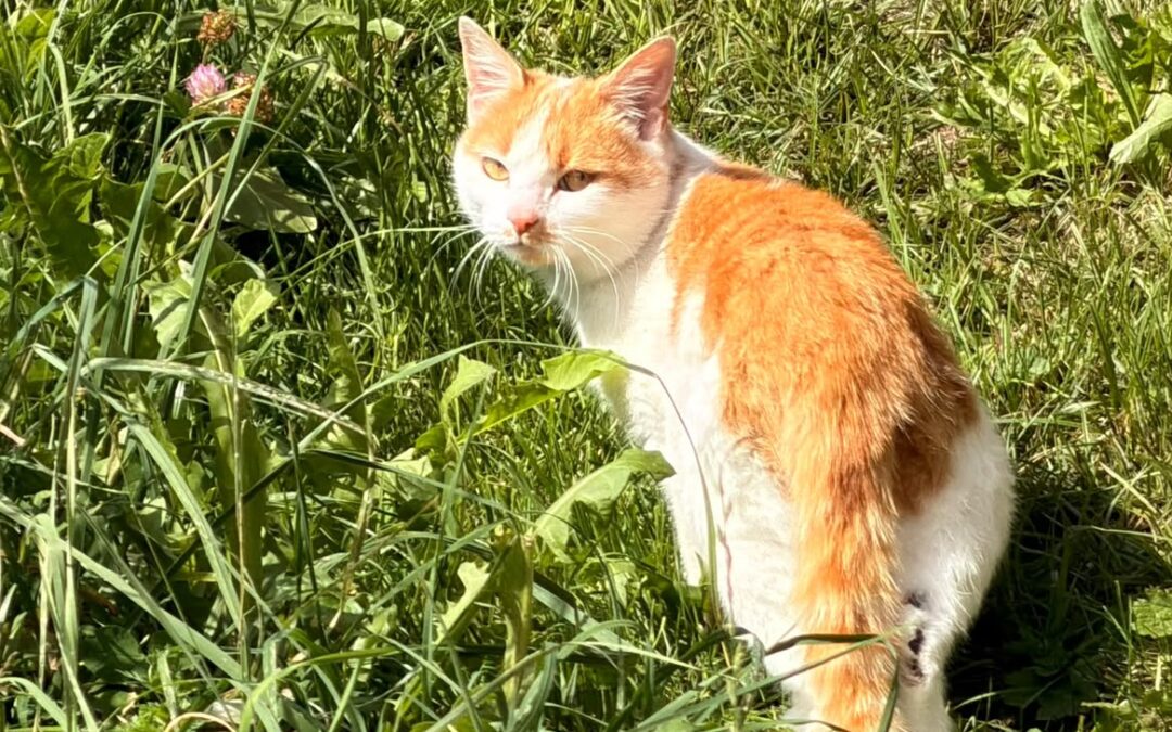 Fundtier Katze, Hopfgarten (09/2026)