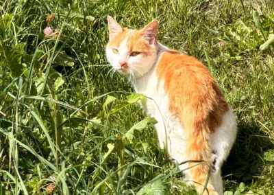 Fundtier Katze, Hopfgarten (09/2026)