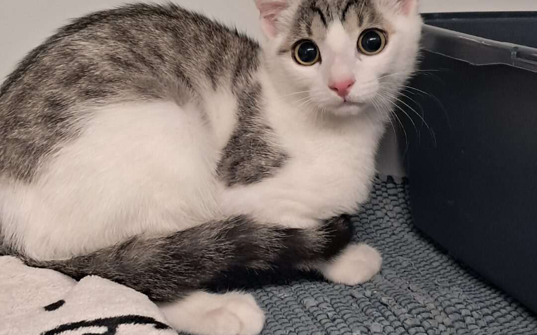Fundtier Kater, Innsbruck (09/2026)