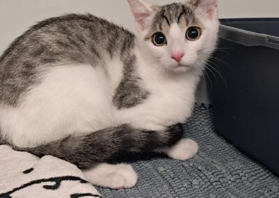 Fundtier Kater, Innsbruck (09/2026)