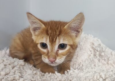 Fundtier Kater, Innsbruck (09/2026)