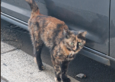 Fundtier Katze, Innsbruck (09/2026)