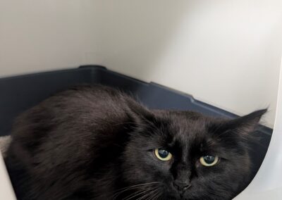 Fundtier Katze, Innsbruck (09/2026)