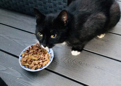 Fundtier Kater, Innsbruck (09/2026)