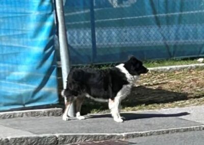 Sichtung Hund, Inzing (09/2026)