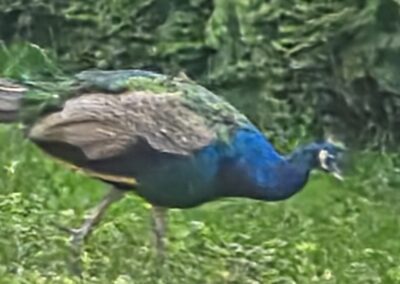 Sichtung Pfau, Karrösten (09/2026)