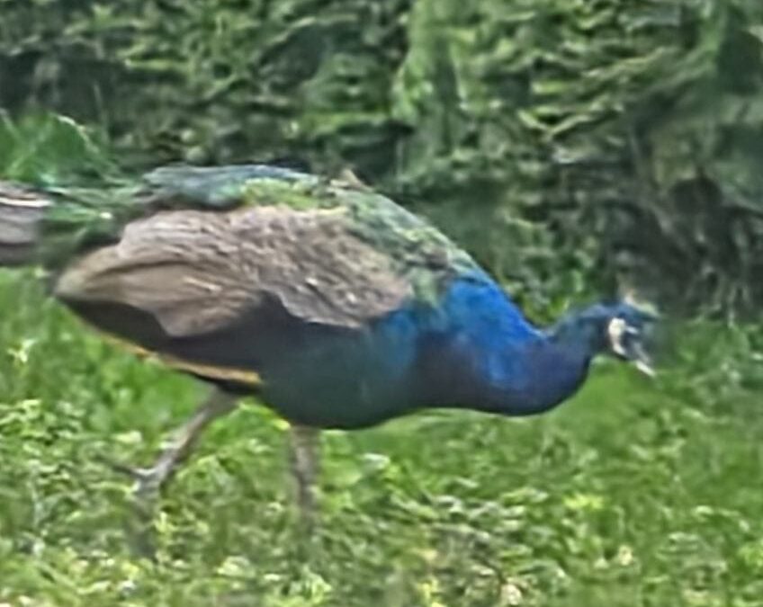 Sichtung Pfau, Karrösten (09/2026)