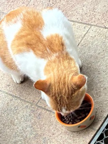 Kolsassberg_Fundkater