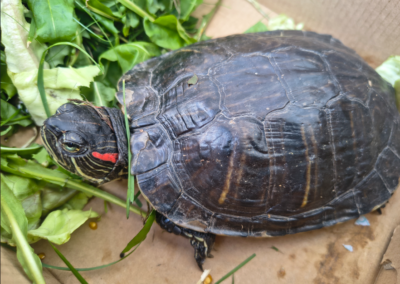 Fundtier Schildkröte, Kundl (09/2026)