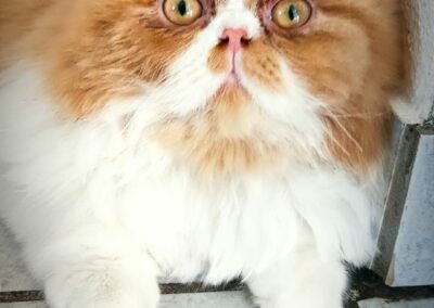 Sammy, Mieming (09/2026)