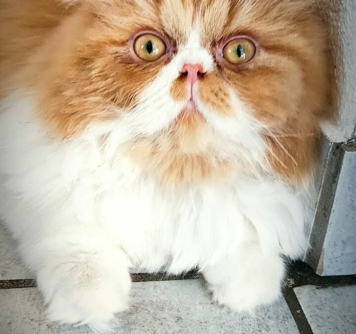 Sammy, Mieming (09/2026)