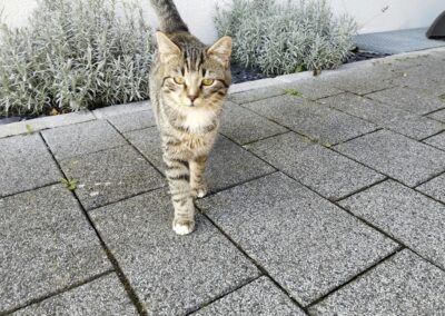 Fundtier Kater, Münster (09/2026)