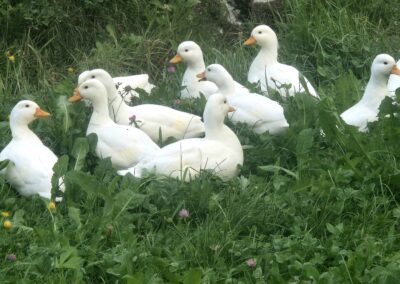 Sichtung Zwergenten, Natters (08/2026)