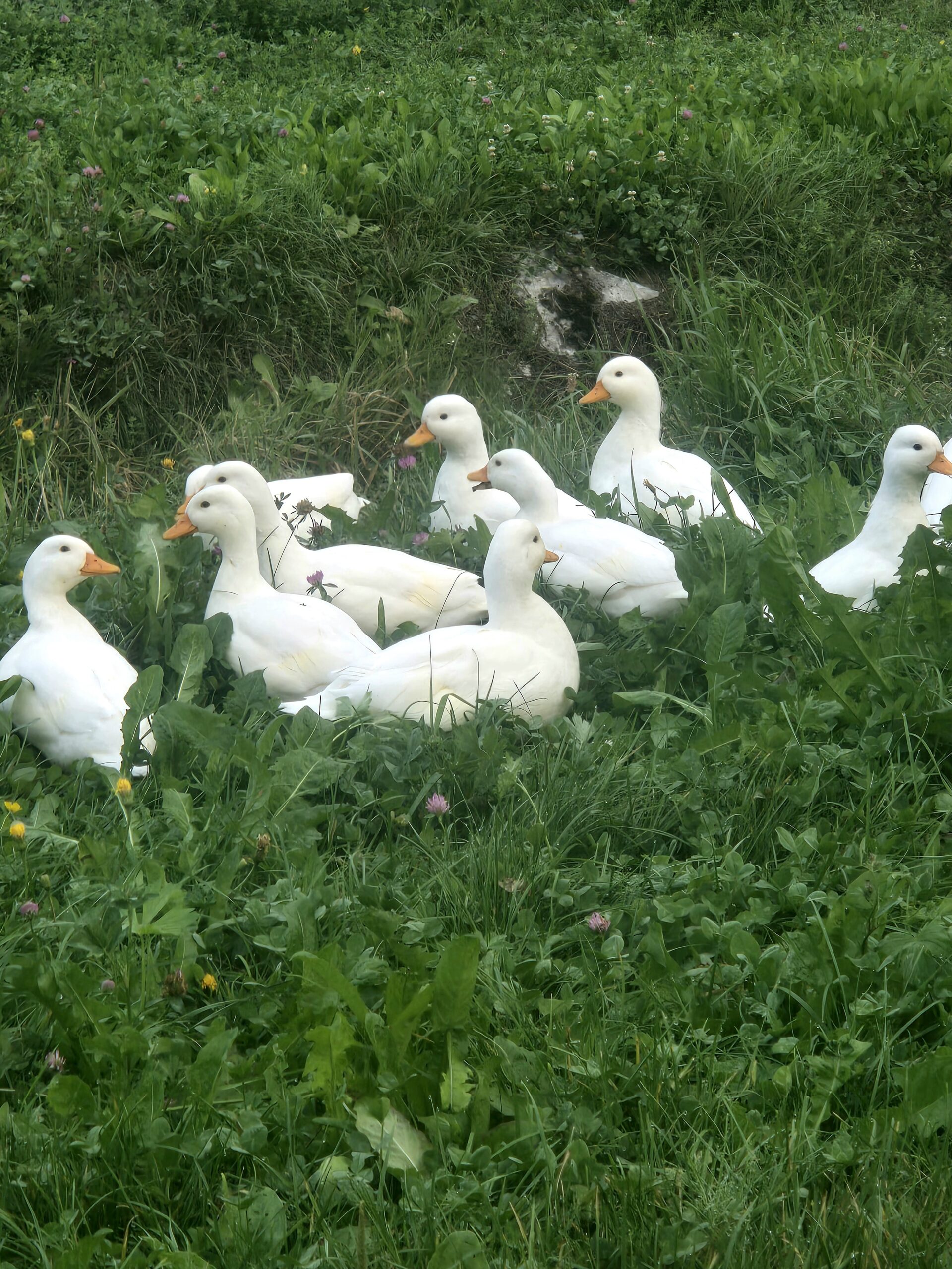 Natters_SichtungsEnten_Serlesweg