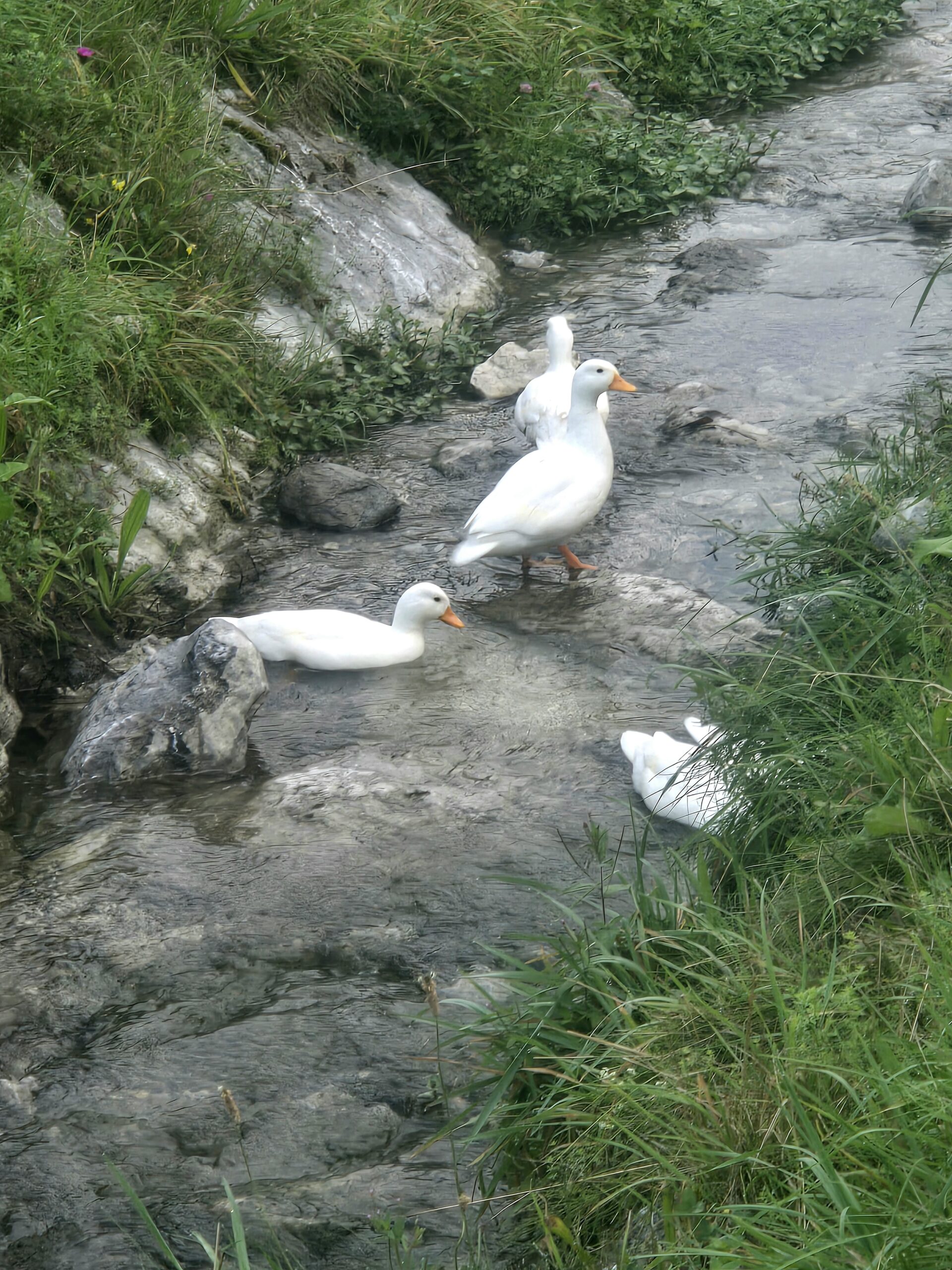 Natters_SichtungsEnten_Serlesweg3
