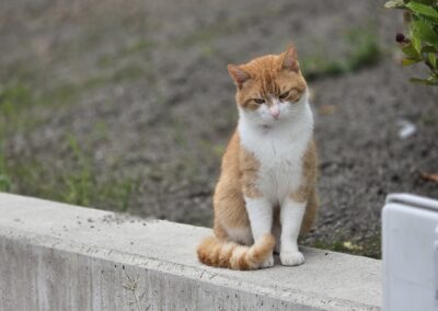 Fridolin, Patsch (09/2026)